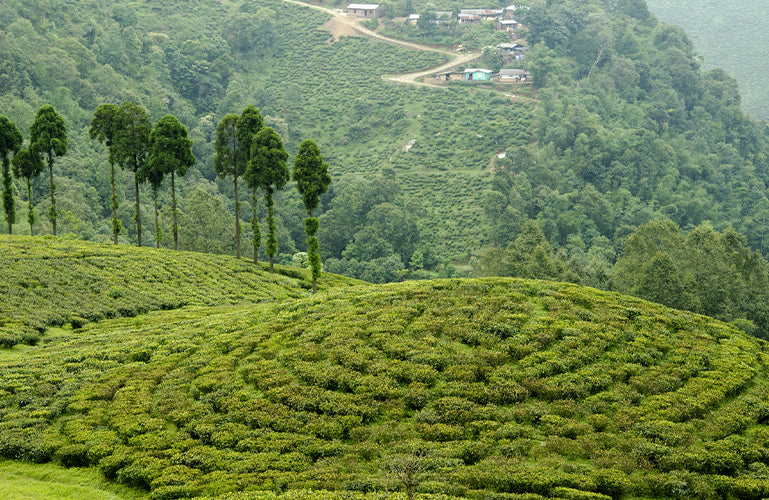 Risheehat First Flush 2023